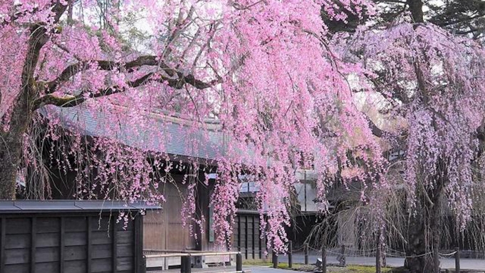 【角館武家屋敷・桧木内川堤♪】オススメ桜スポットも！春の秋田郷土バイキング＆温泉満喫プラン